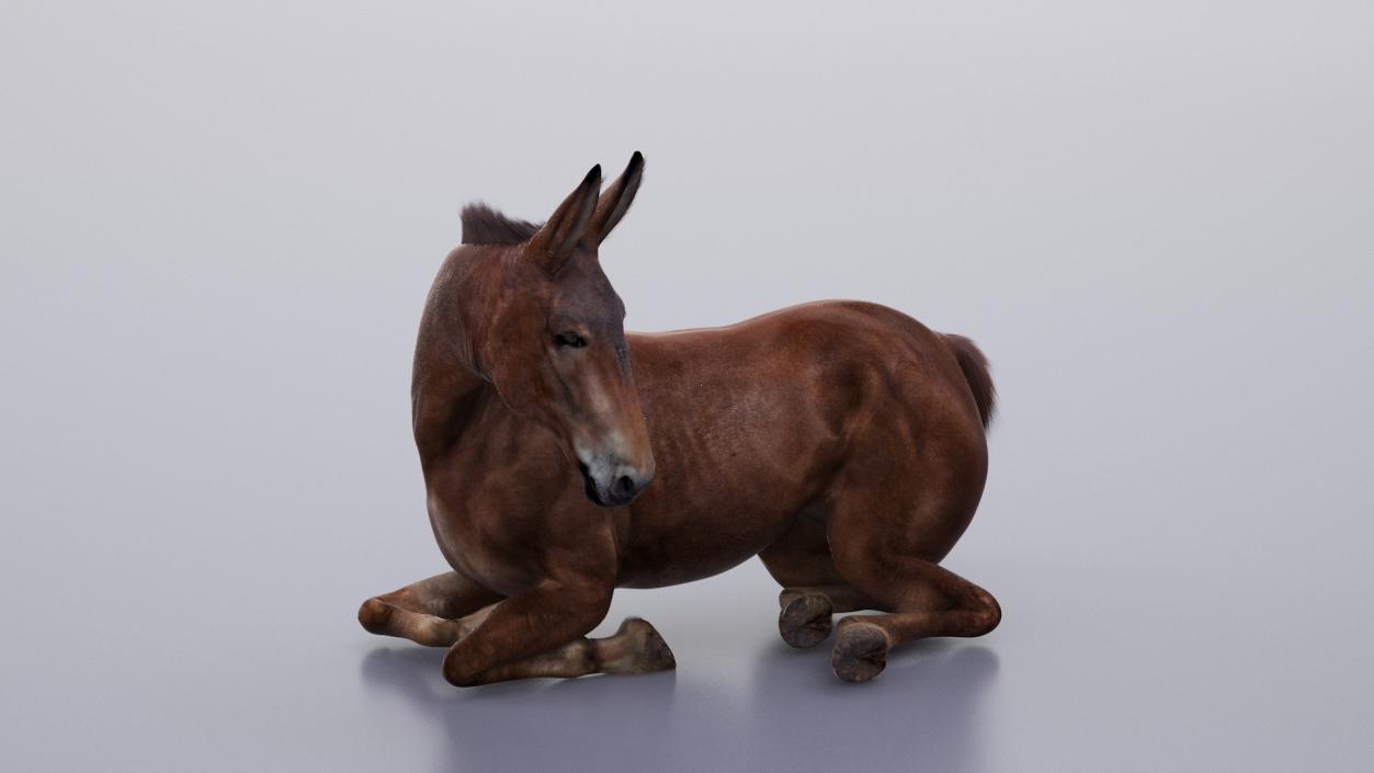 Lying Mule Dark Fur 3D model