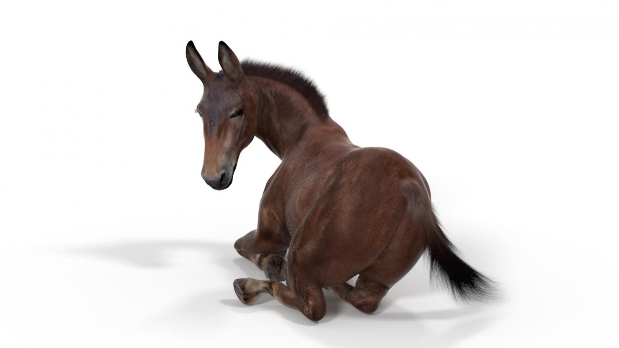 Lying Mule Dark Fur 3D model