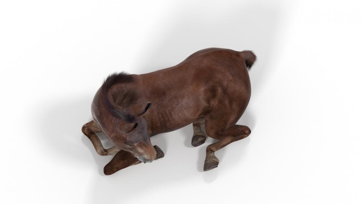 Lying Mule Dark Fur 3D model