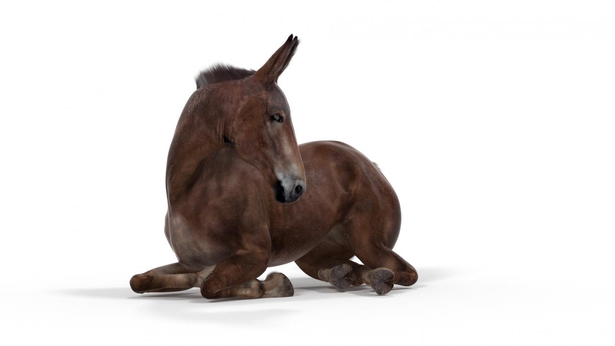 Lying Mule Dark Fur 3D model