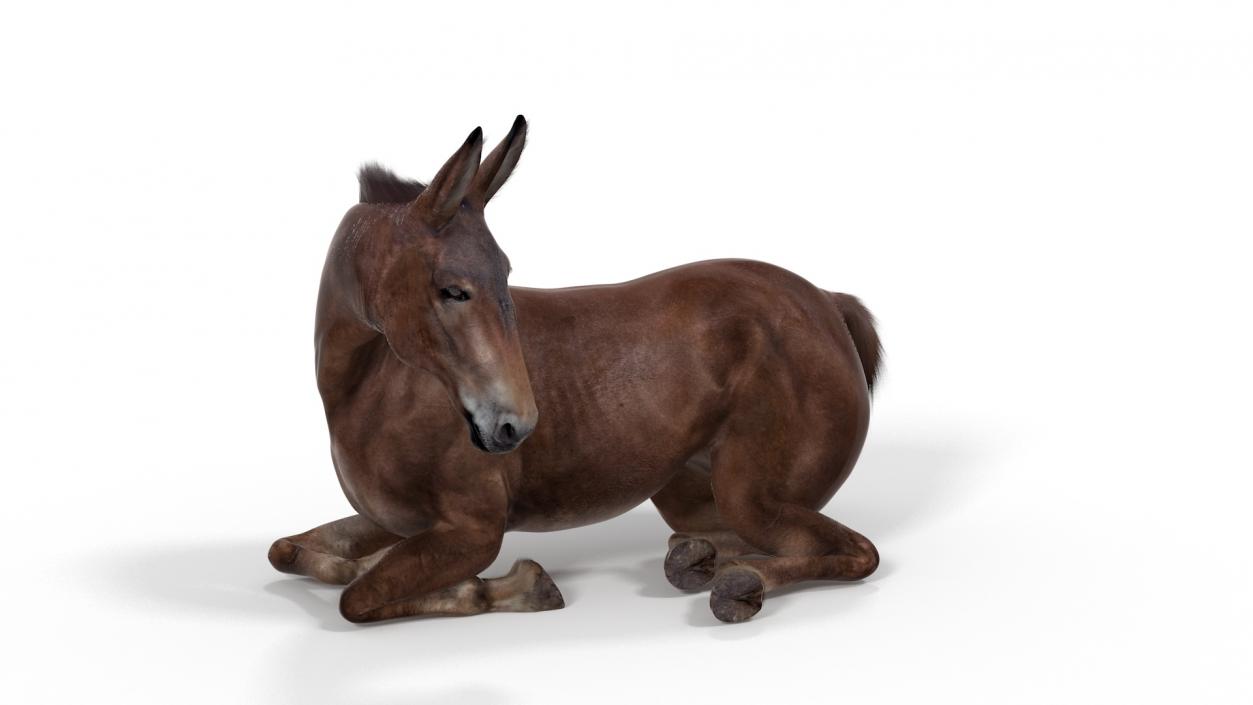 Lying Mule Dark Fur 3D model