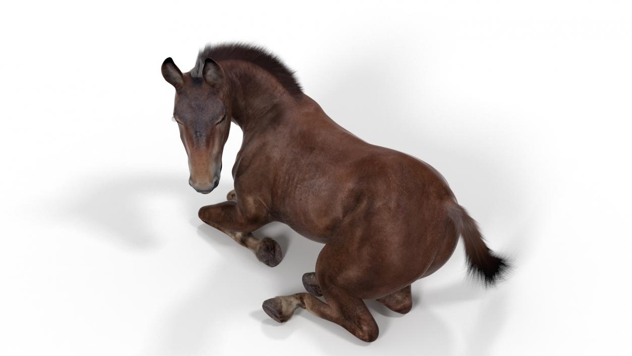 Lying Mule Dark Fur 3D model