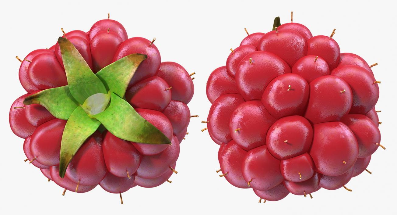 3D model Not Ripe Berry Blackberry