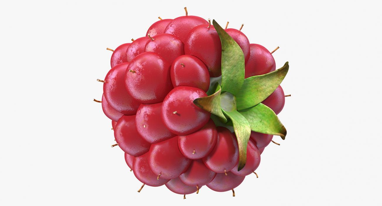 3D model Not Ripe Berry Blackberry