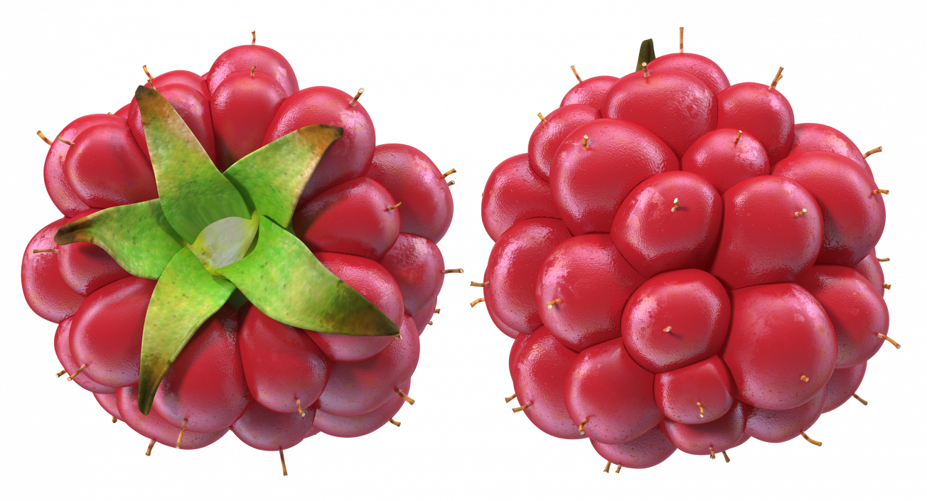 3D model Not Ripe Berry Blackberry