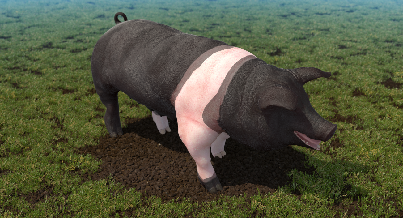 3D model Hampshire Pig Sow Walking Pose