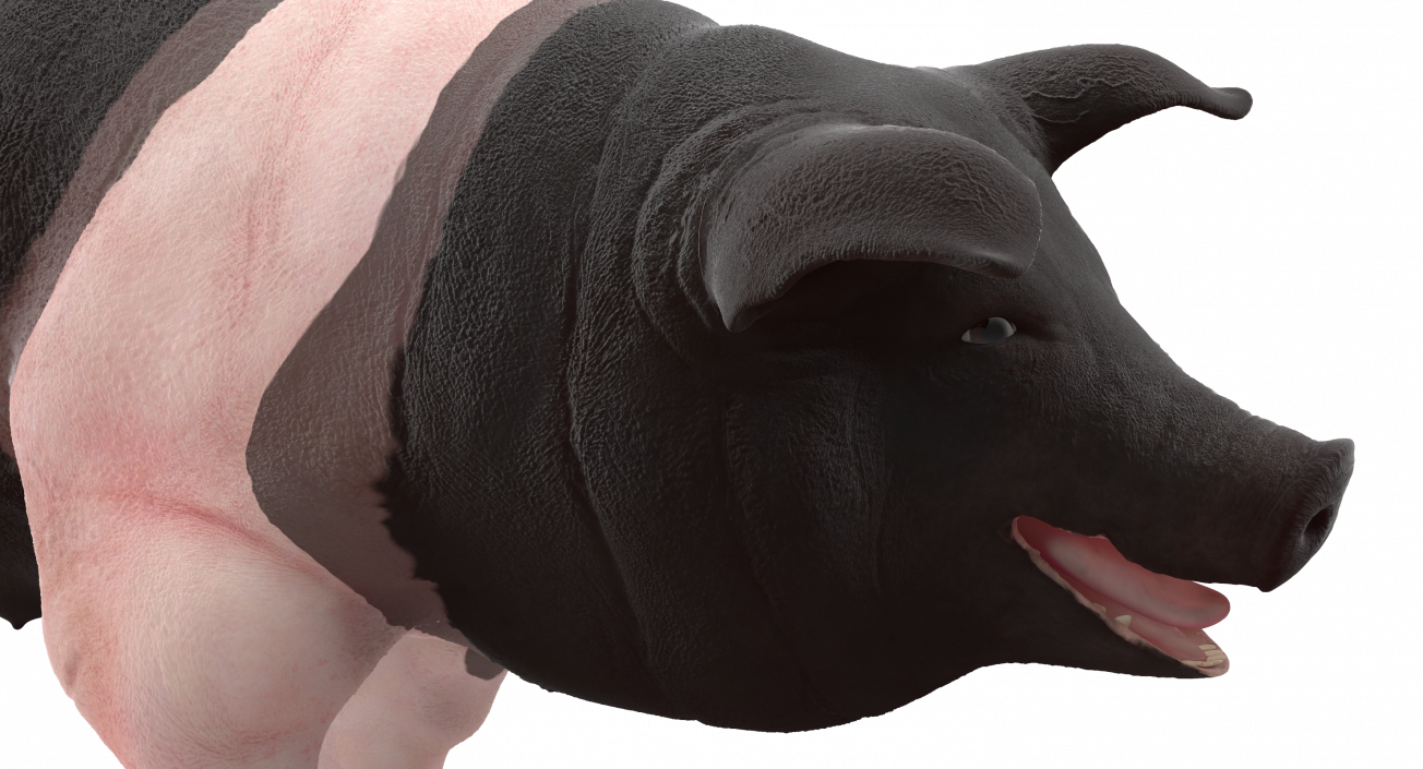 3D model Hampshire Pig Sow Walking Pose