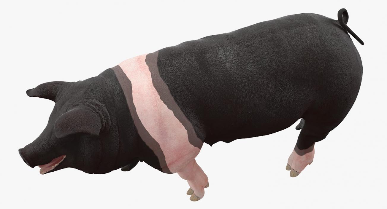 3D model Hampshire Pig Sow Walking Pose