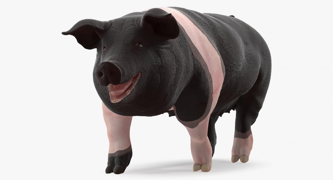 3D model Hampshire Pig Sow Walking Pose