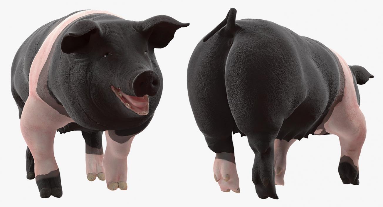 3D model Hampshire Pig Sow Walking Pose