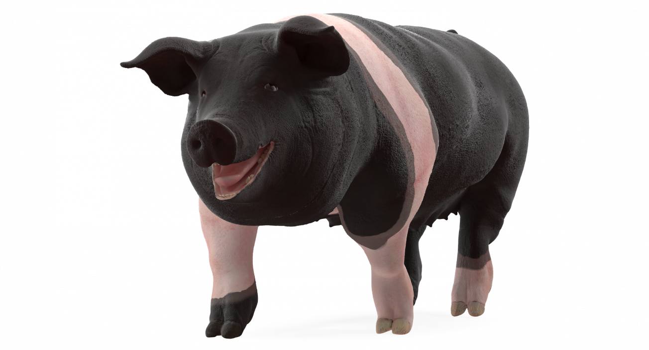 3D model Hampshire Pig Sow Walking Pose