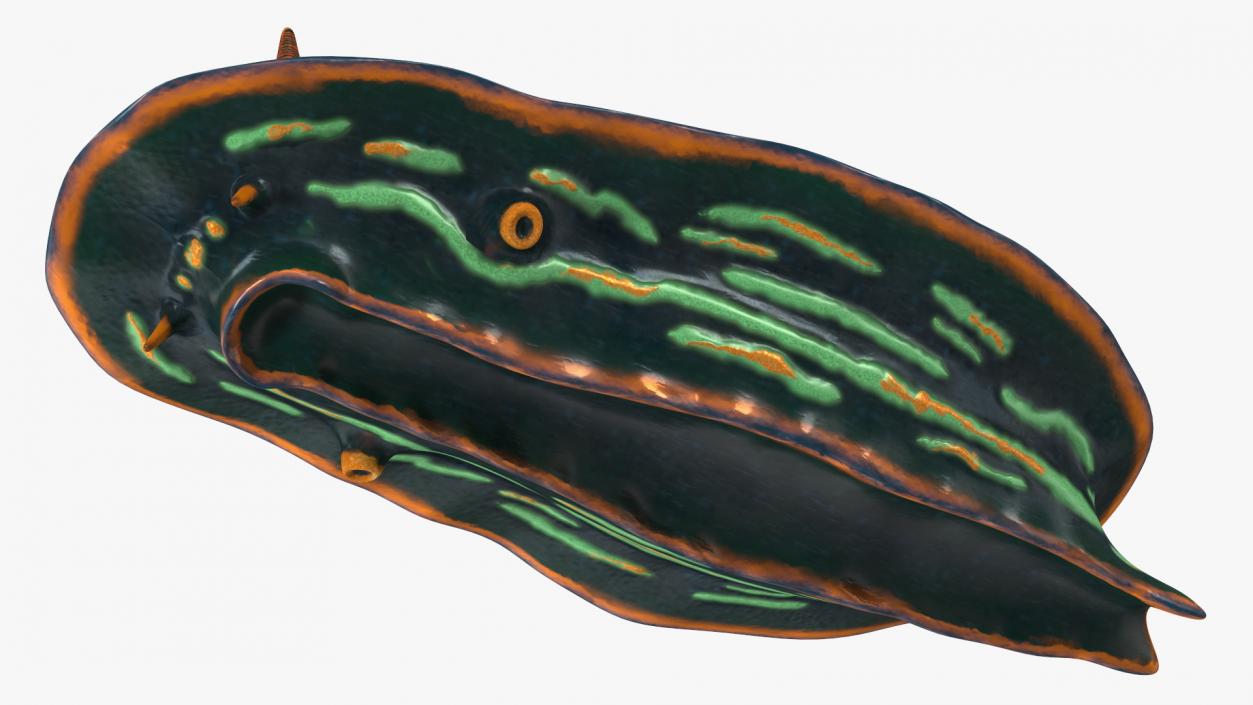 Nembrotha Kubaryana 3D model