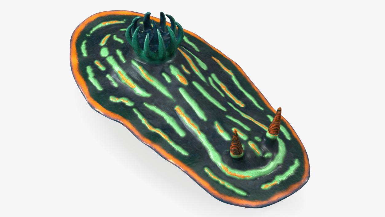 Nembrotha Kubaryana 3D model