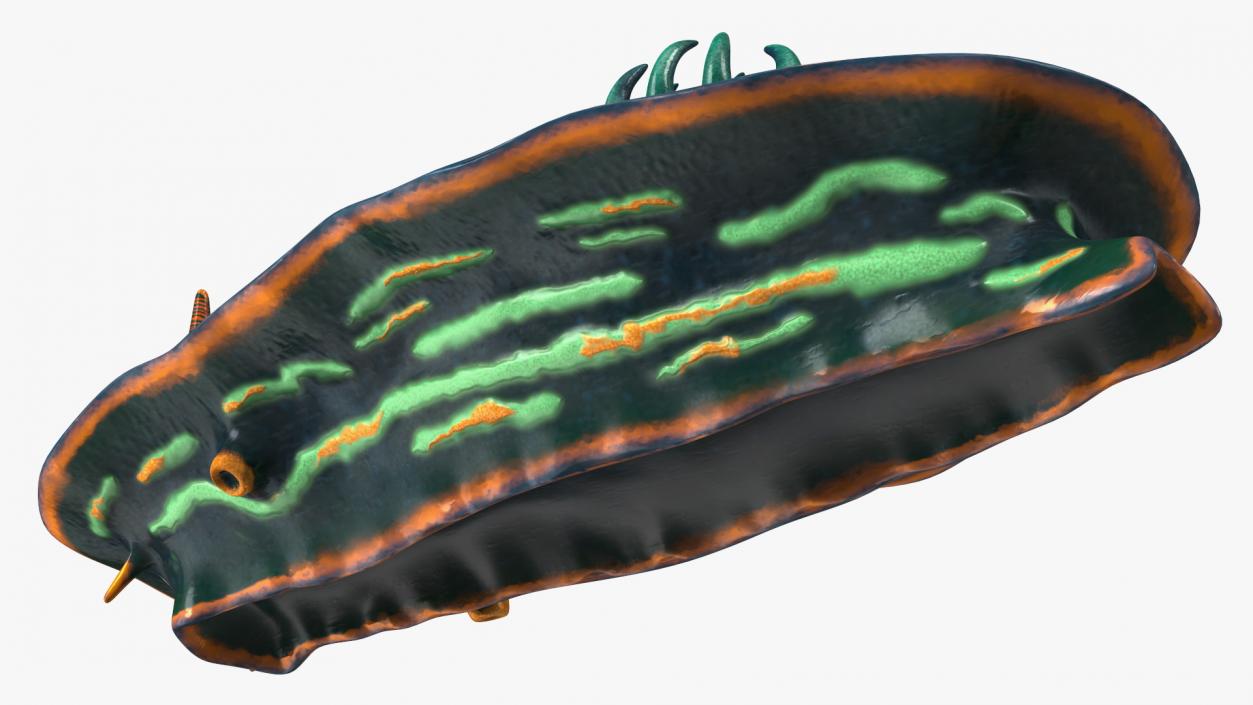 Nembrotha Kubaryana 3D model