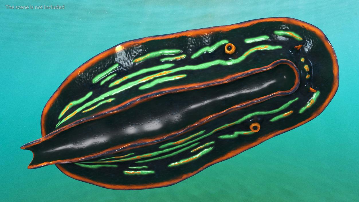 Nembrotha Kubaryana 3D model