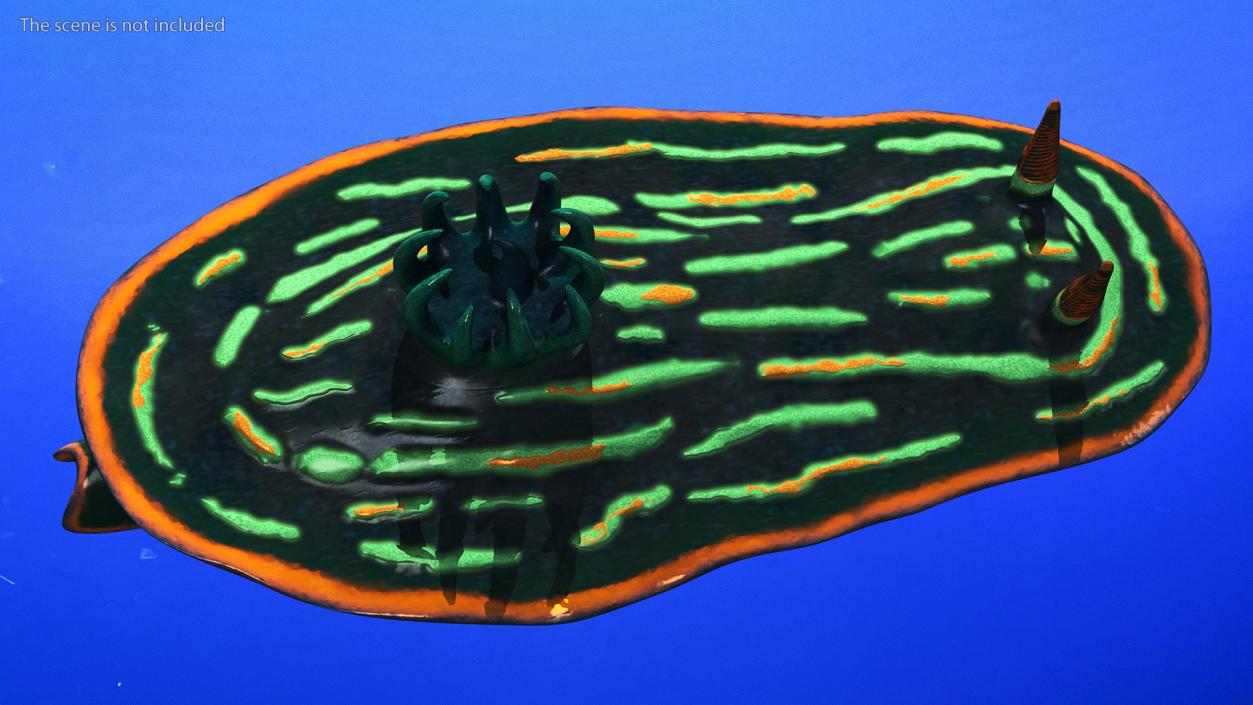 Nembrotha Kubaryana 3D model