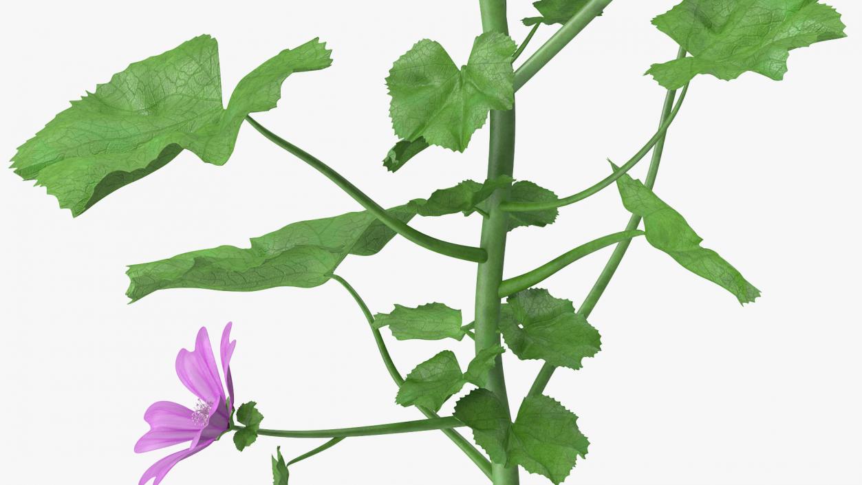 3D Malva Plant