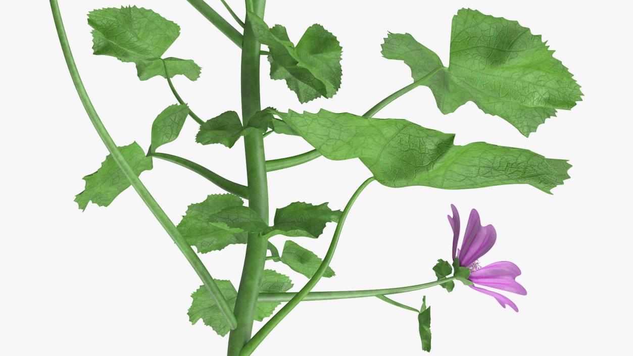 3D Malva Plant