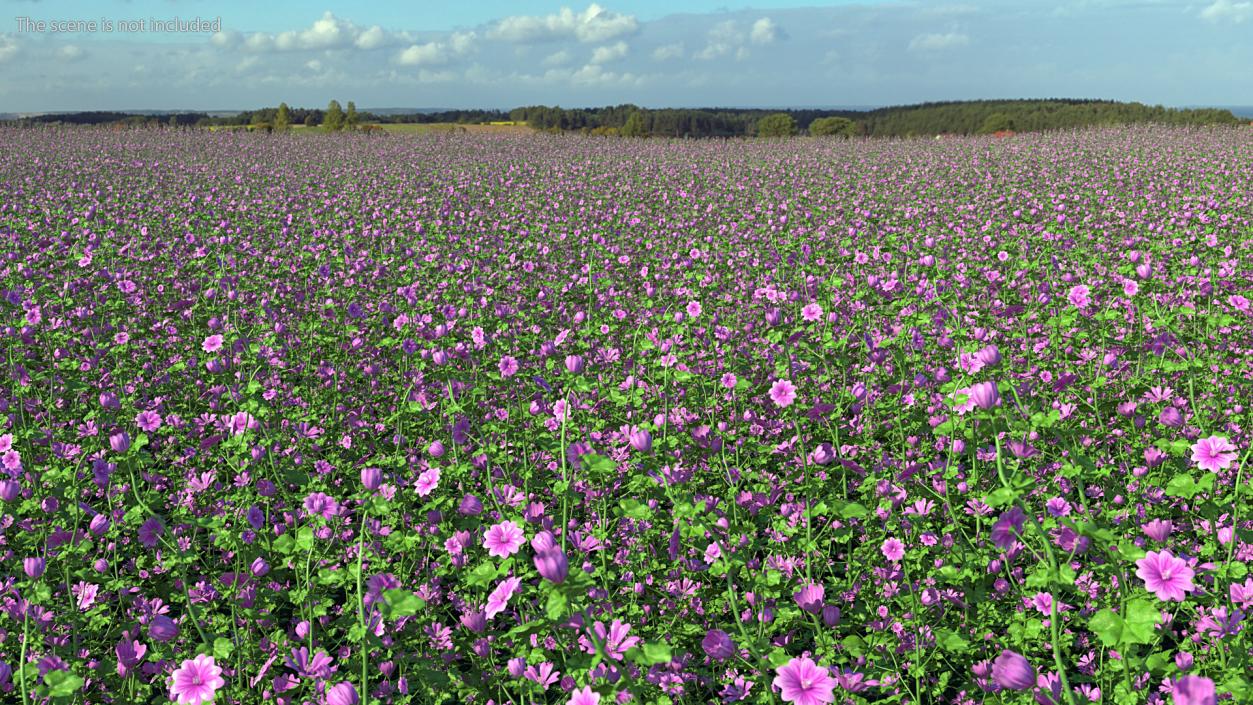 3D Malva Plant