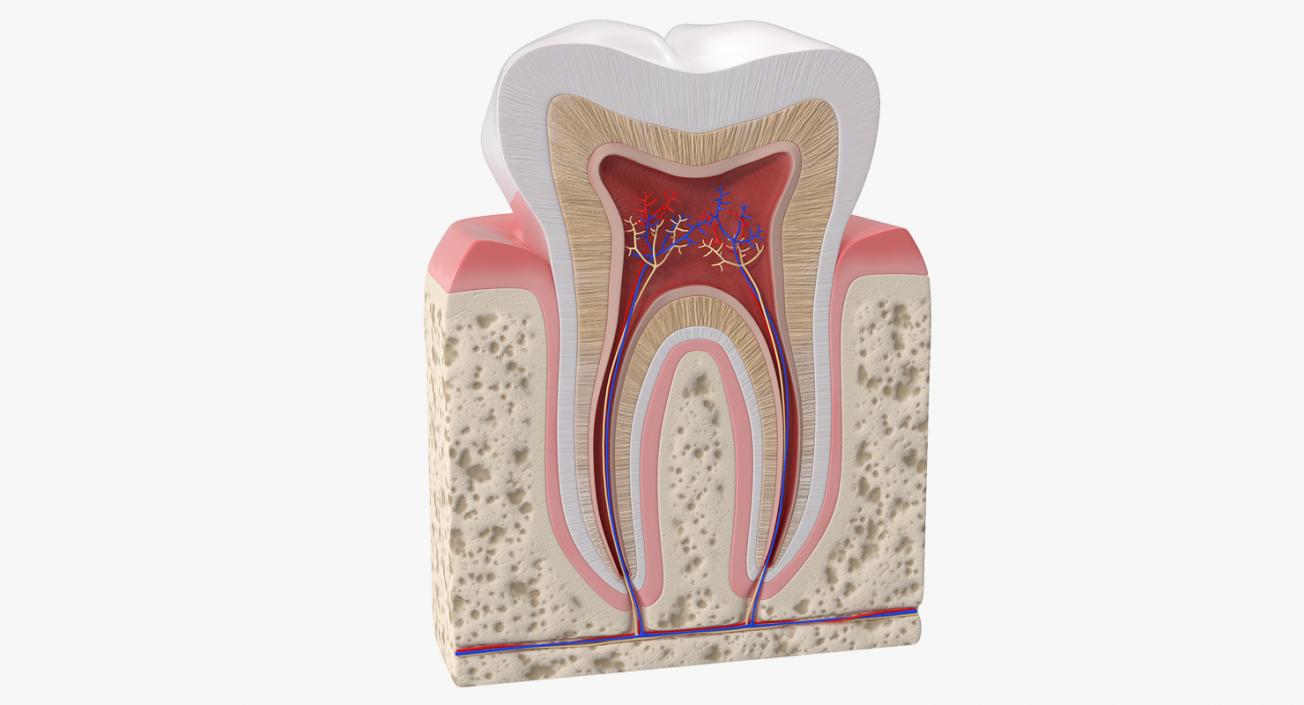 Human Tooth Anatomy 3D model