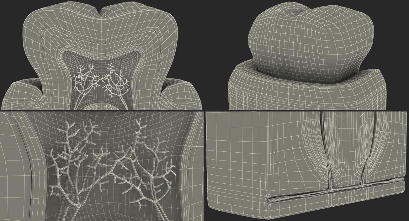 Human Tooth Anatomy 3D model