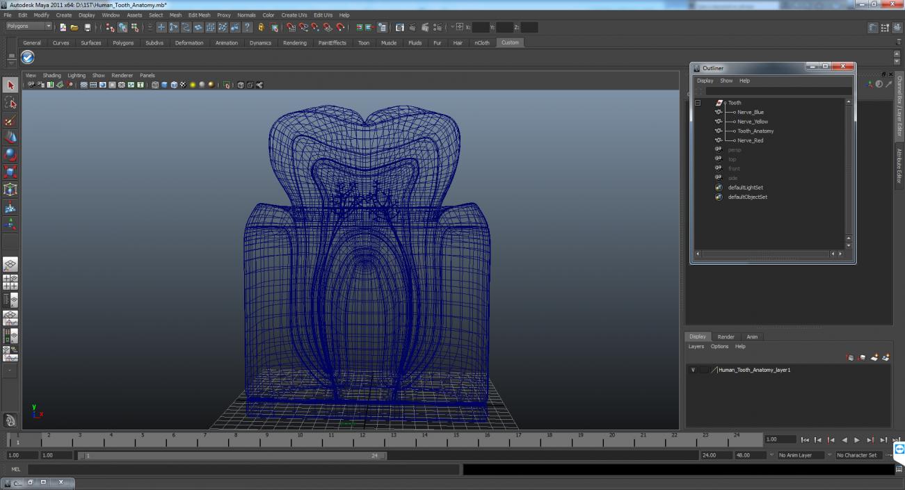 Human Tooth Anatomy 3D model