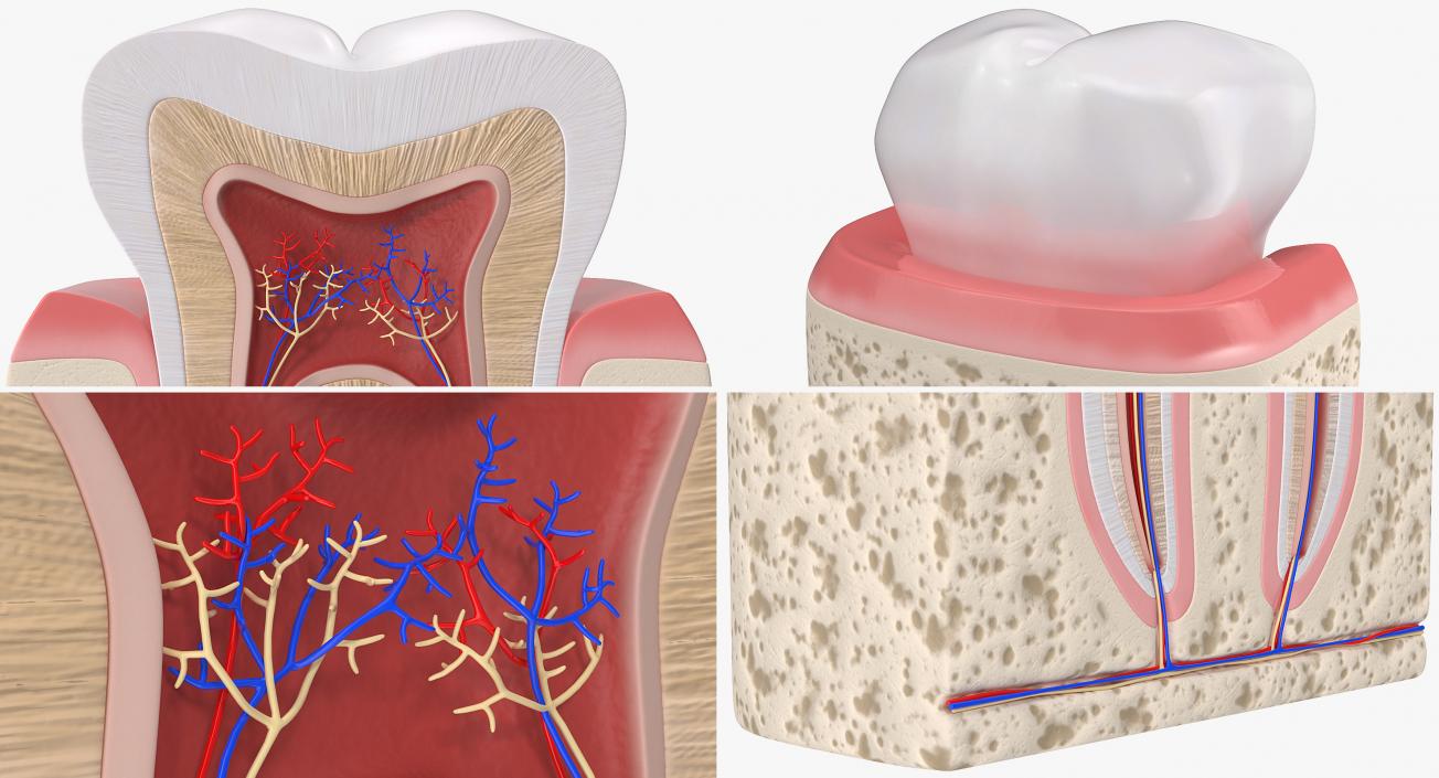 Human Tooth Anatomy 3D model