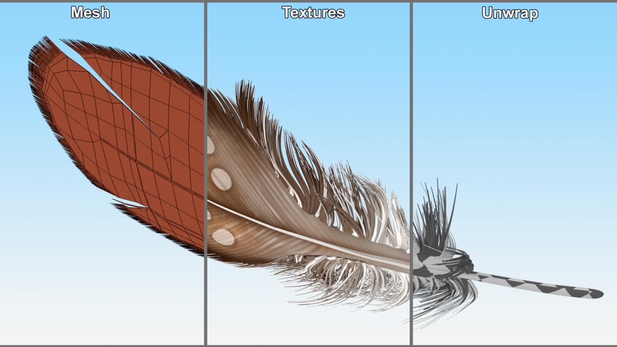 Helmeted Gvineafowl Feather 2 3D model