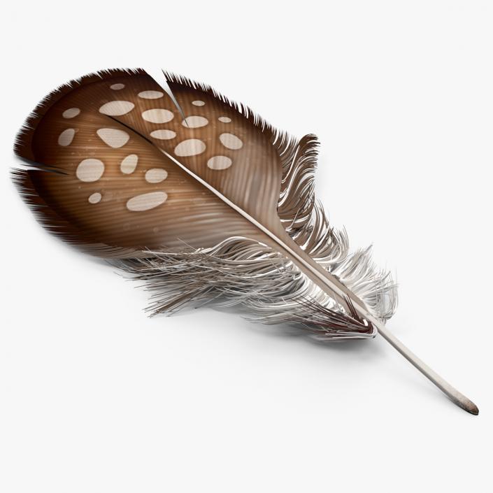 Helmeted Gvineafowl Feather 2 3D model