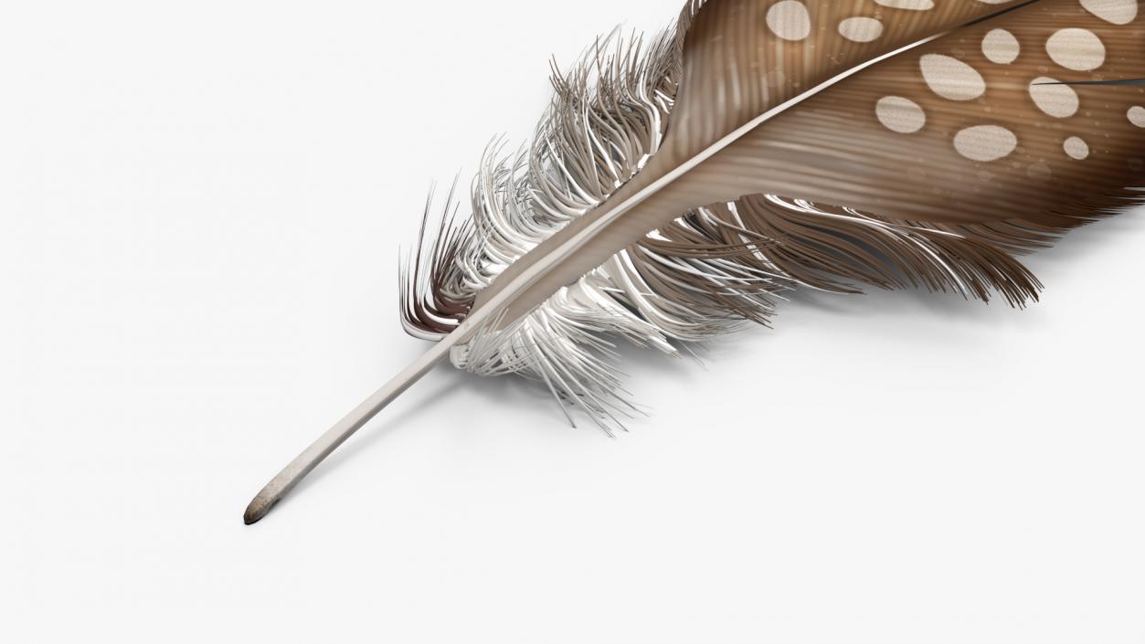 Helmeted Gvineafowl Feather 2 3D model