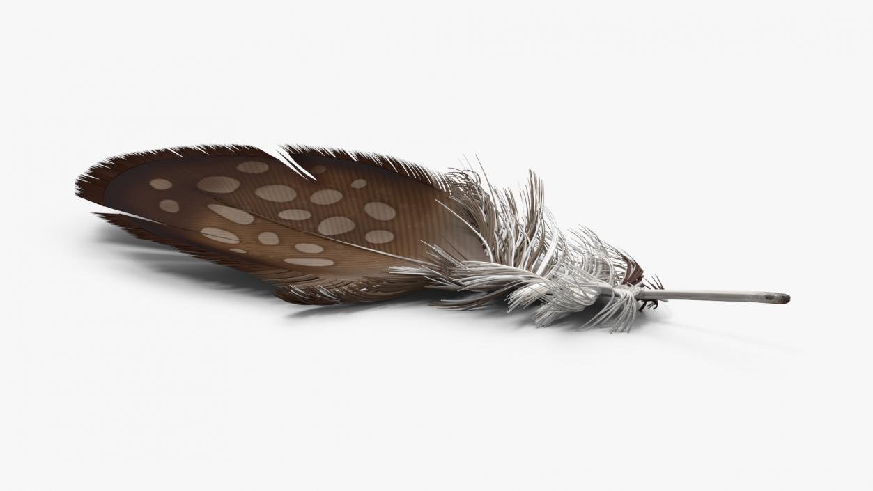 Helmeted Gvineafowl Feather 2 3D model