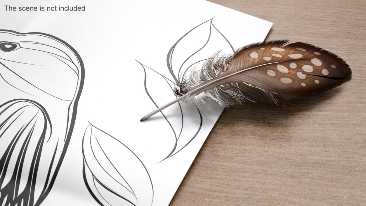 Helmeted Gvineafowl Feather 2 3D model