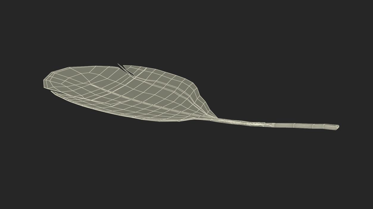 Helmeted Gvineafowl Feather 2 3D model