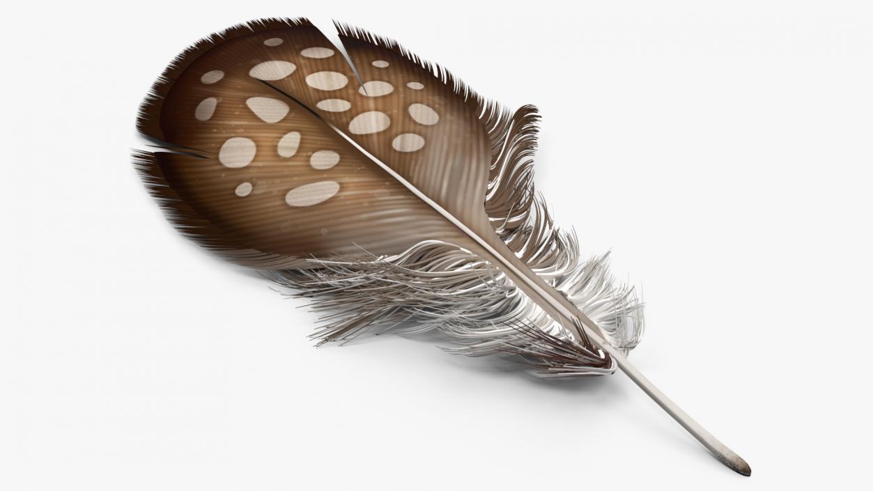 Helmeted Gvineafowl Feather 2 3D model