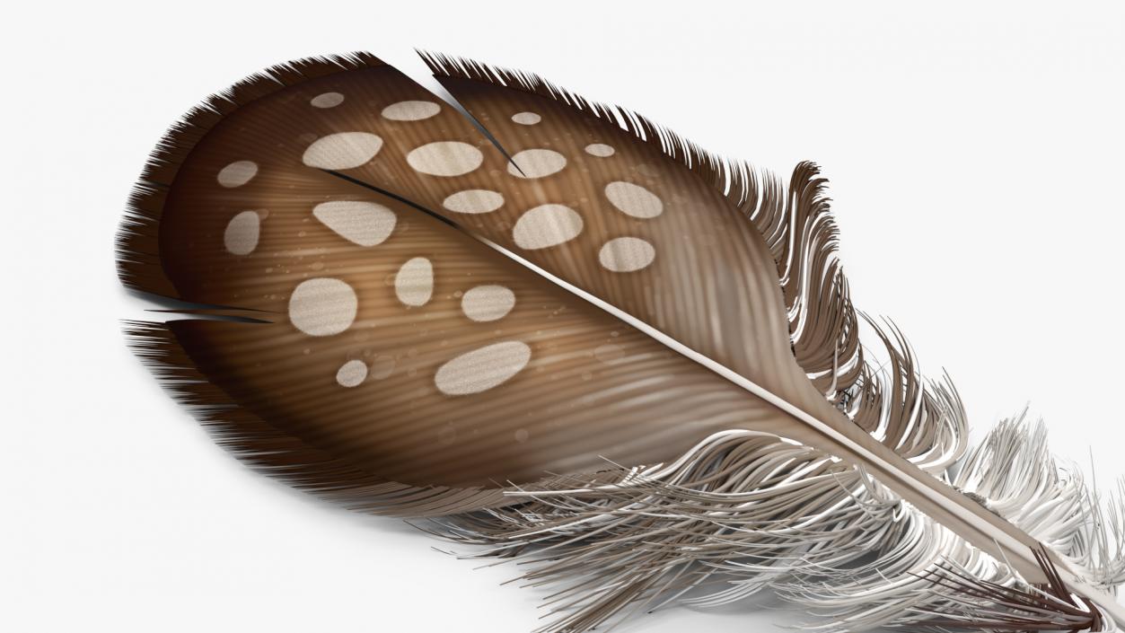 Helmeted Gvineafowl Feather 2 3D model