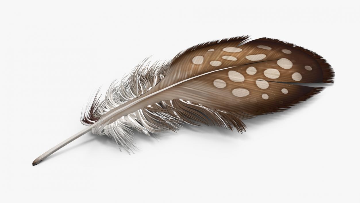 Helmeted Gvineafowl Feather 2 3D model