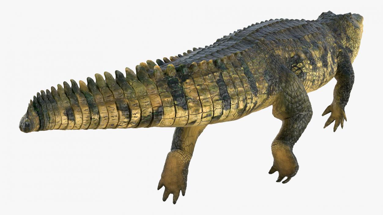 3D Animated Crocodile Swiming Rigged model