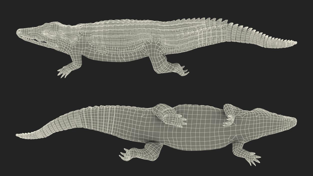 3D Animated Crocodile Swiming Rigged model