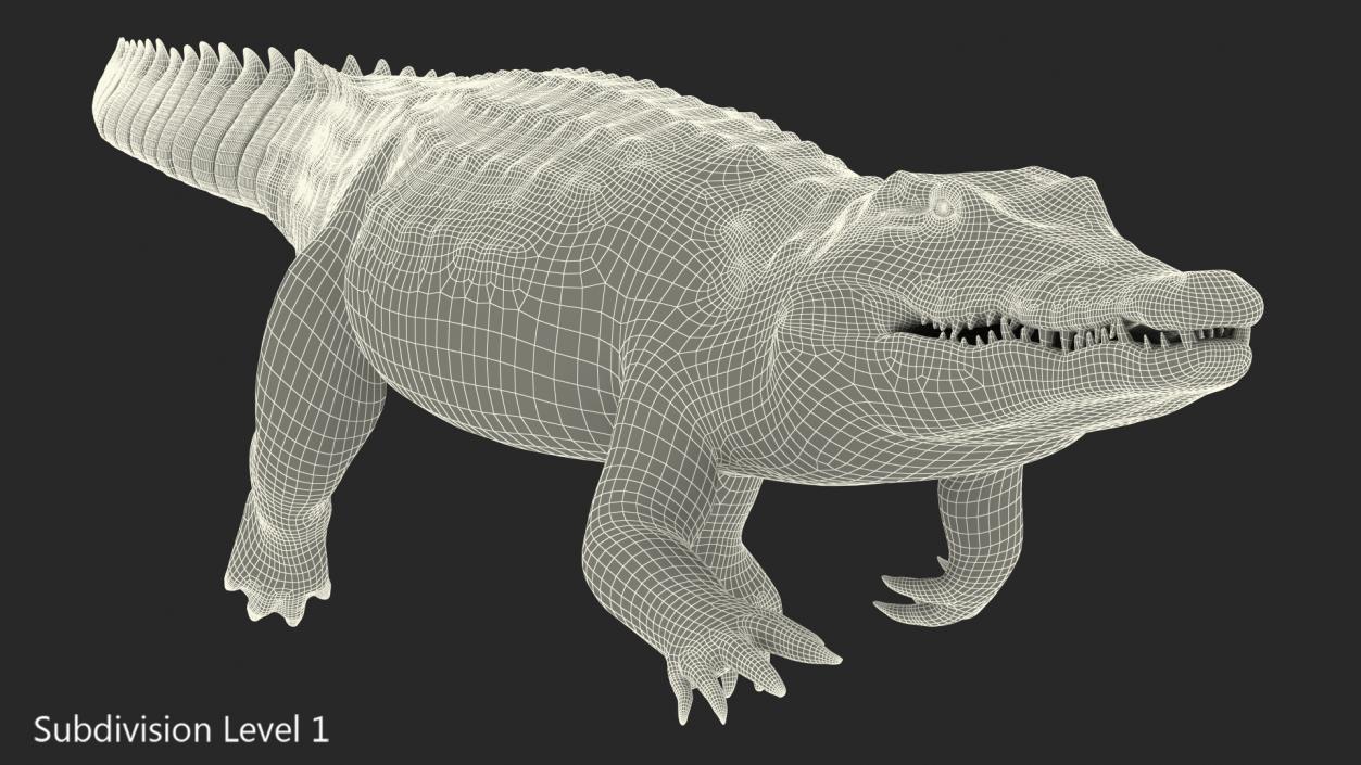 3D Animated Crocodile Swiming Rigged model