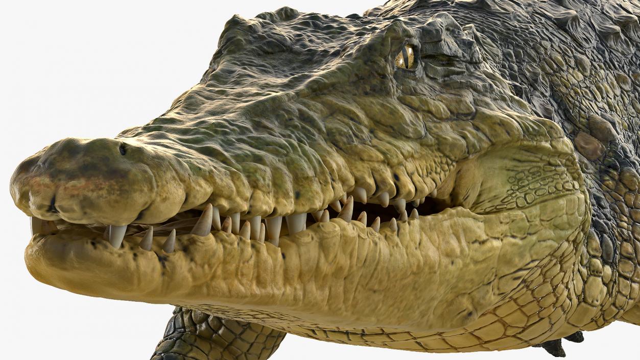 3D Animated Crocodile Swiming Rigged model