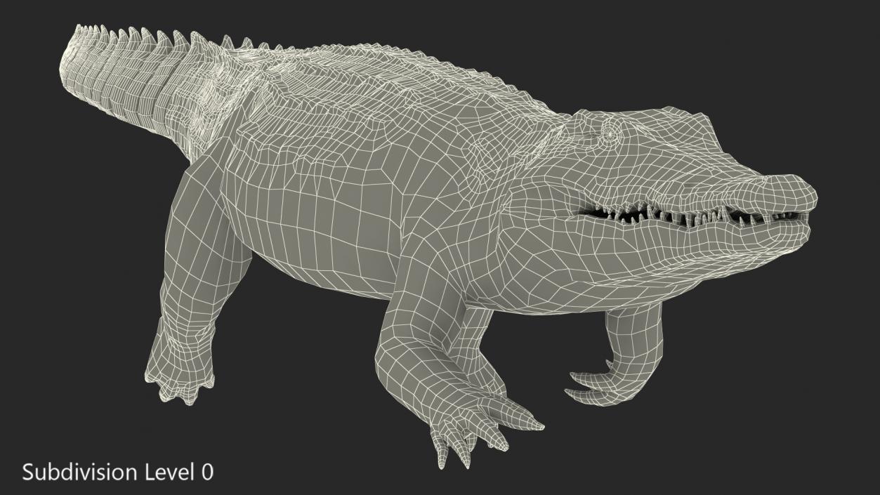 3D Animated Crocodile Swiming Rigged model