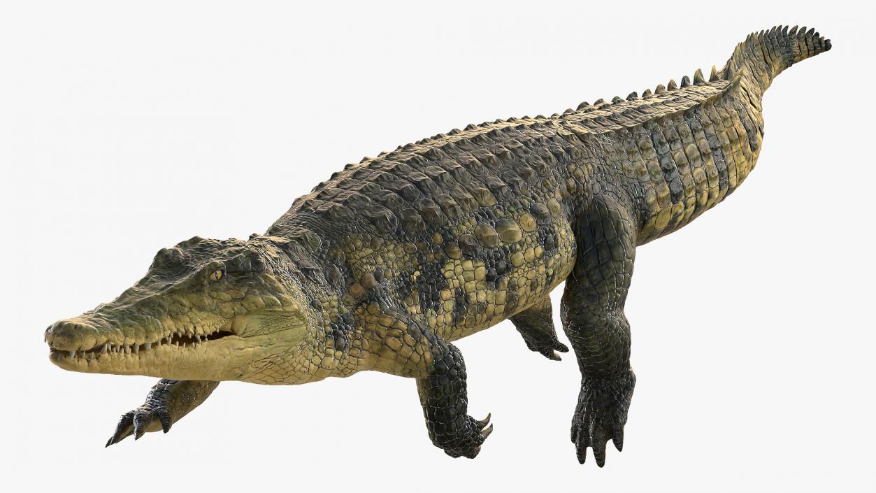 3D Animated Crocodile Swiming Rigged model