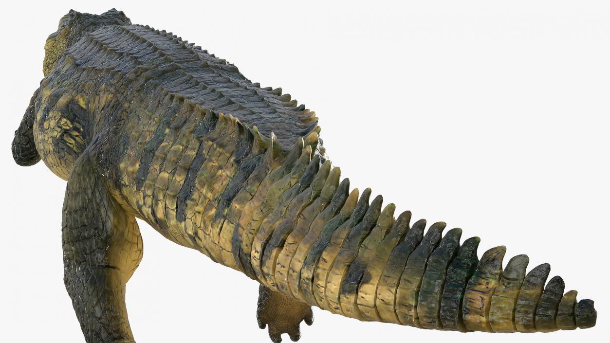 3D Animated Crocodile Swiming Rigged model