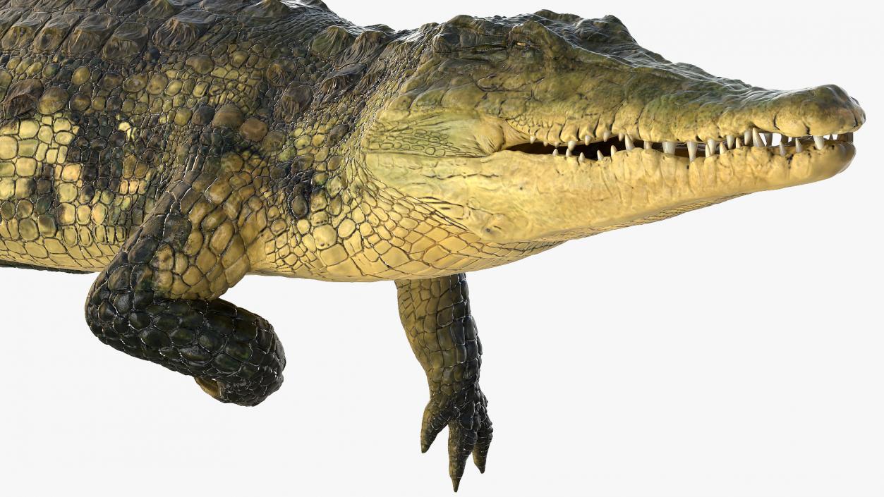 3D Animated Crocodile Swiming Rigged model