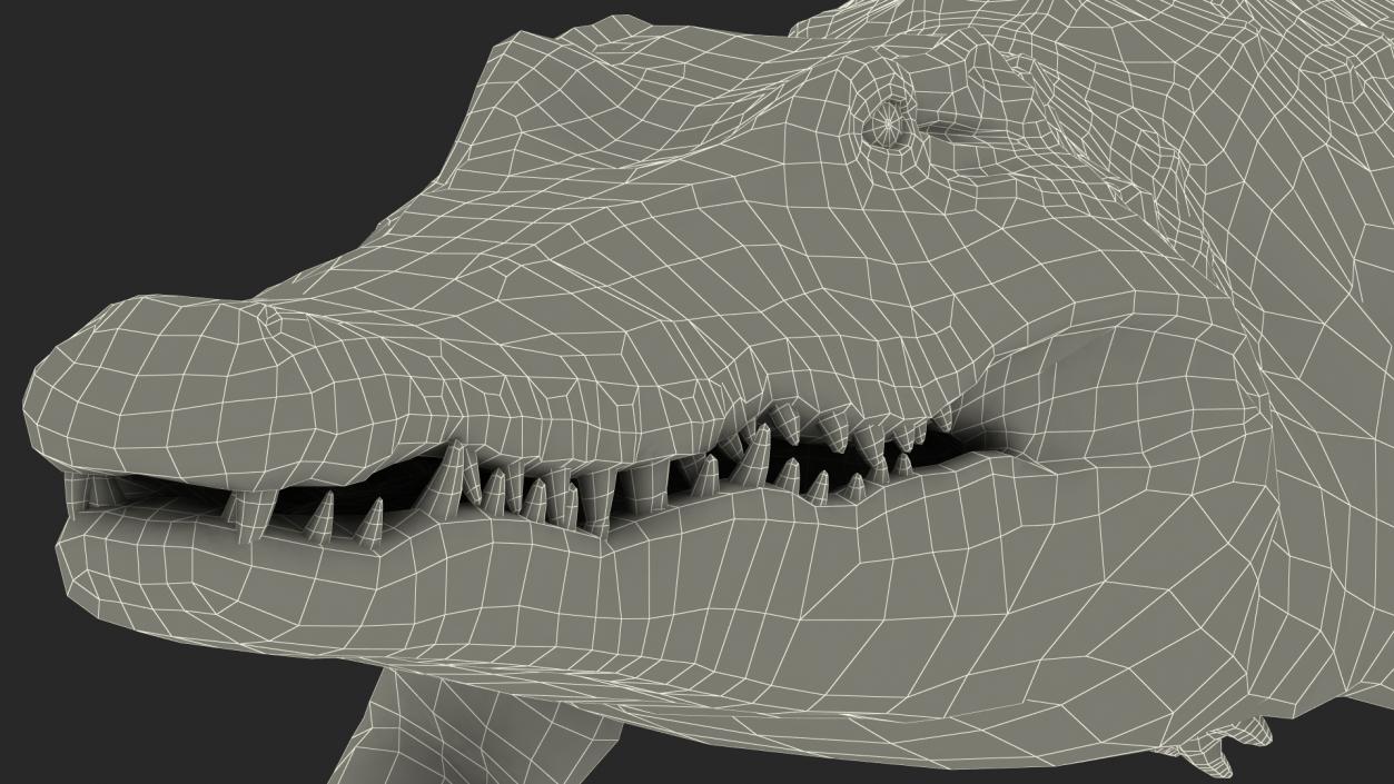 3D Animated Crocodile Swiming Rigged model