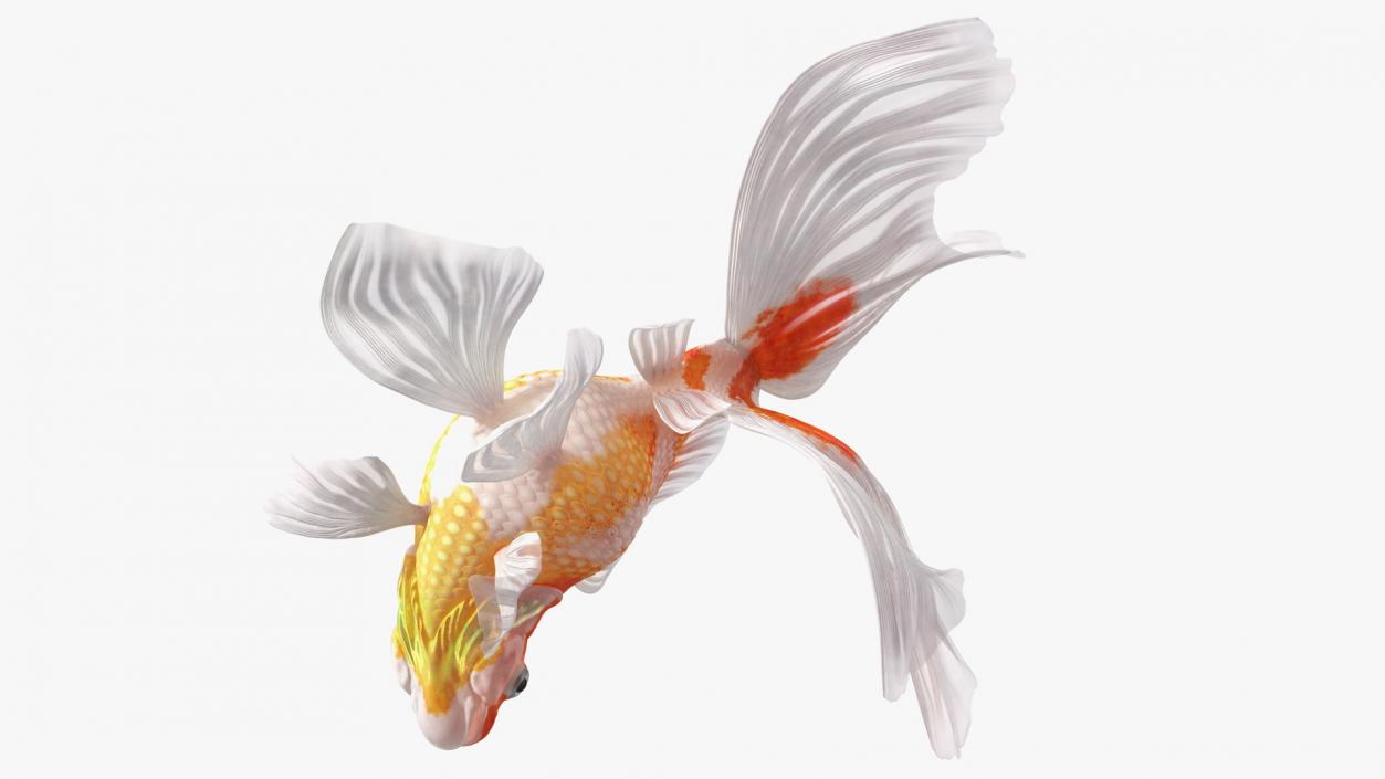 3D White Goldfish Aquarium Fish Swim model