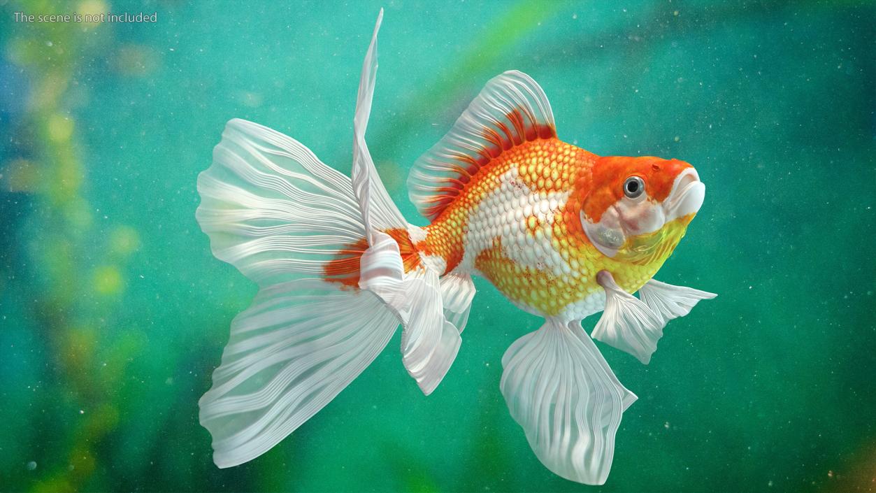 3D White Goldfish Aquarium Fish Swim model