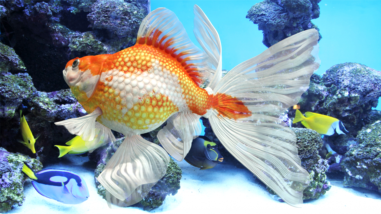 3D White Goldfish Aquarium Fish Swim model