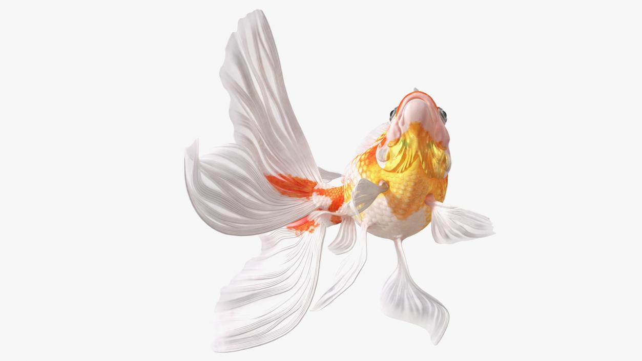 3D White Goldfish Aquarium Fish Swim model