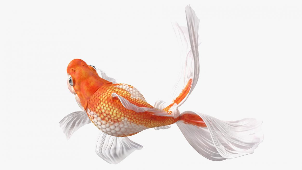 3D White Goldfish Aquarium Fish Swim model